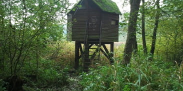 Observatoire des oiseaux