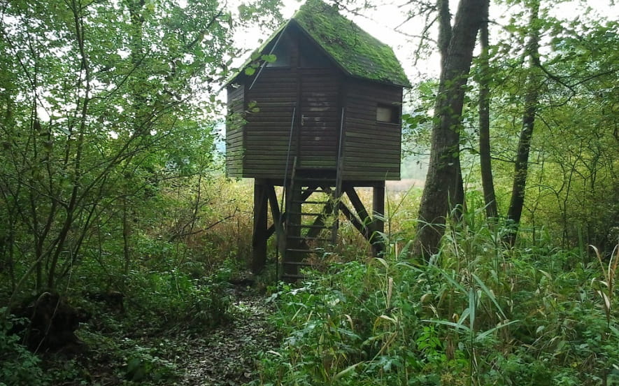 Observatoire des oiseaux