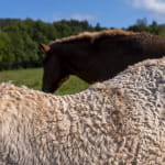 Les expériences buissonnières : Nicolas murmure aux oreilles des juments