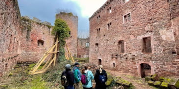 Châteaux d’Ottrott : les secrets d’une restauration
