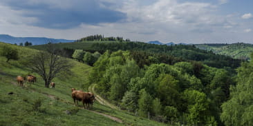 Circuit rando H12 : Du Haut-Ranrupt aux Hauts-Bois