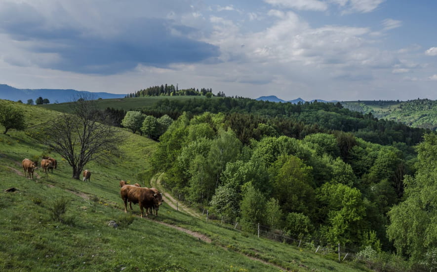 Circuit rando H12 : Du Haut-Ranrupt aux Hauts-Bois