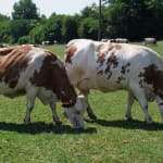 Ferme du Génival