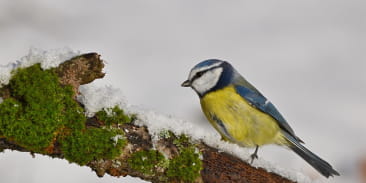 Atelier : Nourrir les oiseaux en hiver