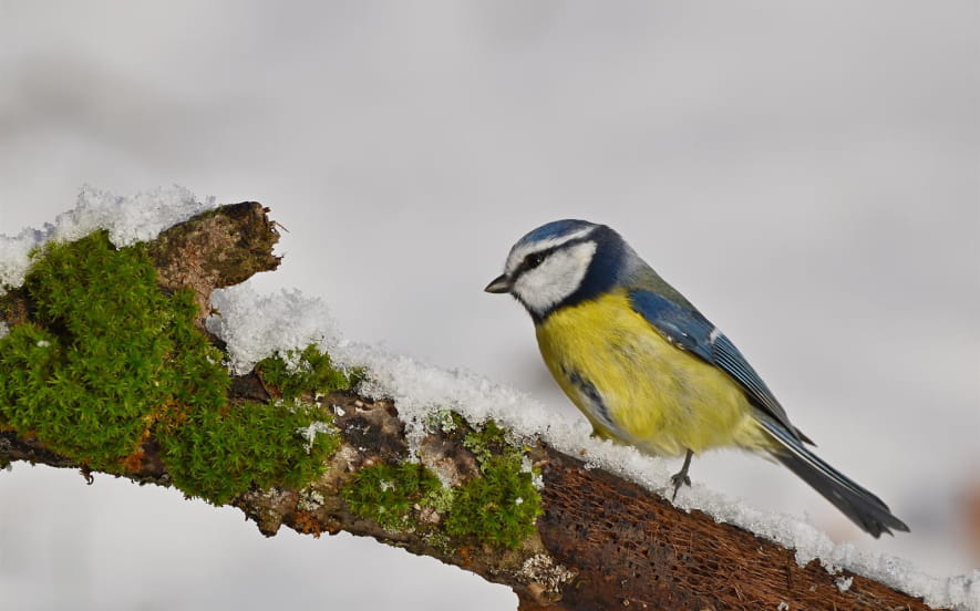 Atelier : Nourrir les oiseaux en hiver