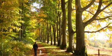 Allée des Hêtres