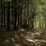 La forêt domaniale du Donon