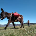 Cham'Vosges Aventures - Randonnée avec des ânes