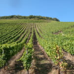 Le vignoble du Rangen