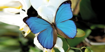 Jardins des papillons