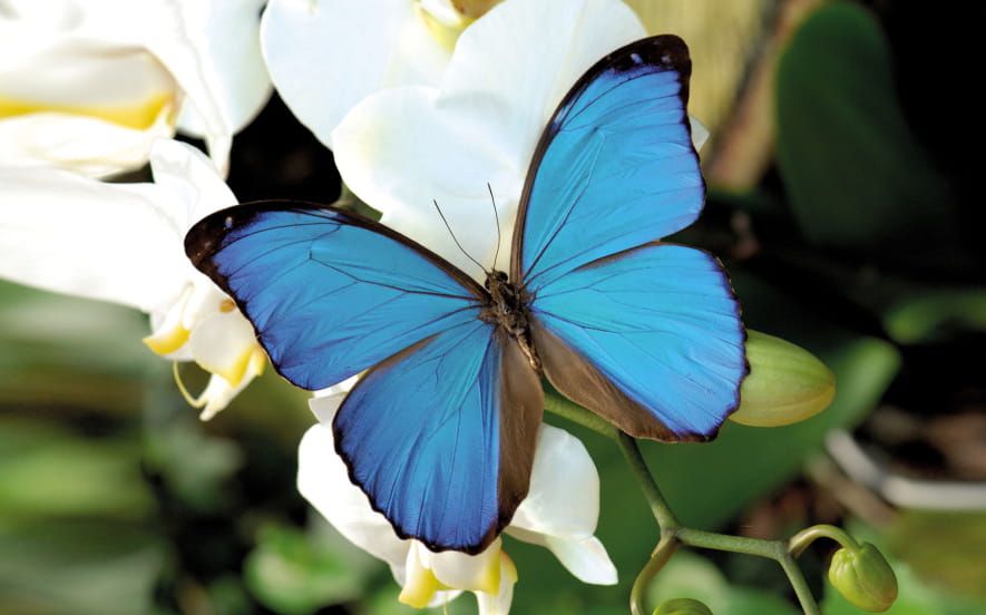 Jardins des papillons
