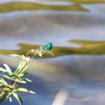 Lac de Sewen