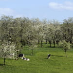 Les cerisiers en fleurs à Fougerolles