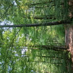 Site de pique nique à l'Etang des Monts Reveaux 