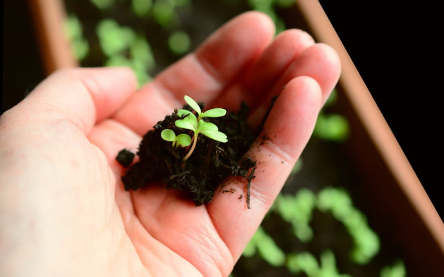 Atelier : création d'un jardin médicinal