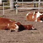 Ferme des Hauts Champs