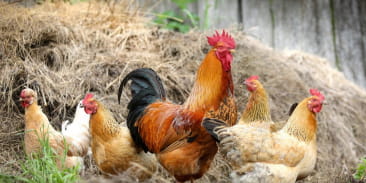 Ferme de Henning