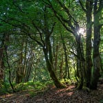 Jardin d'Altitude du Haut Chitelet