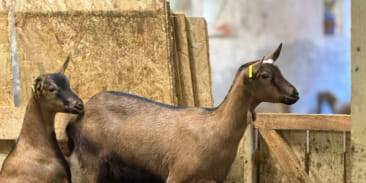 Du pis au palais : les secrets du fromage de chèvre