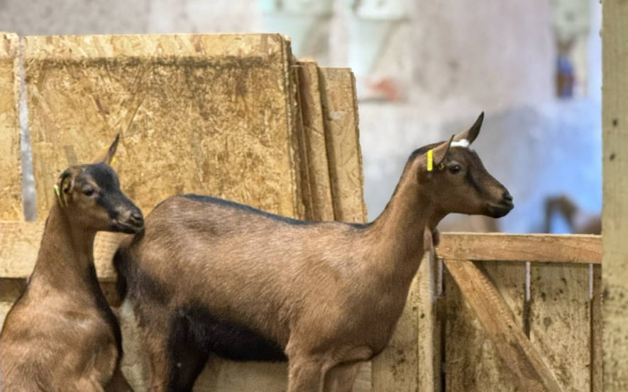 Du pis au palais : les secrets du fromage de chèvre