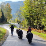 Complicités animales - Ferme pédagogique