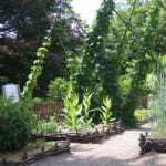 Jardin médiéval du Château du Haut-Koenigsbourg