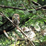 Réserve naturelle de la Forêt des Volcans et des Vogelsteine