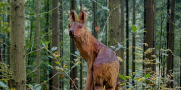 Balade famille : Le sentier de la forêt enchantée à Fouday
