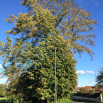Tilleul à grandes feuilles