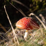 Automne Gourmand - Vallée de Munster