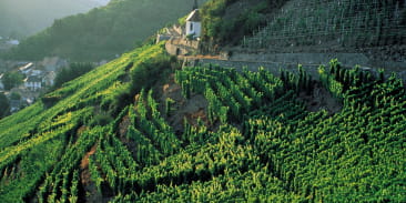 Le vignoble du Rangen