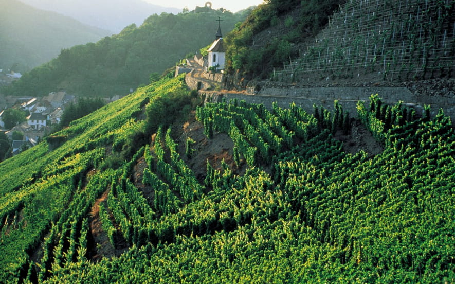 Le vignoble du Rangen