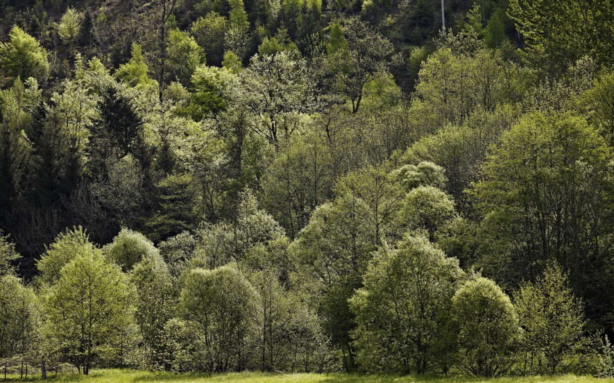 Circuit rando C31 : Le sentier Brigon