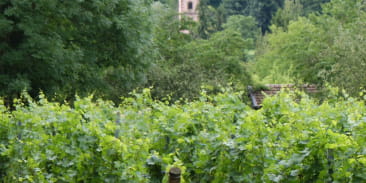 Le vignoble de Leimbach