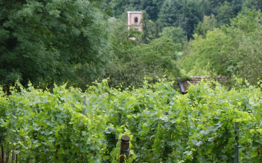 Le vignoble de Leimbach
