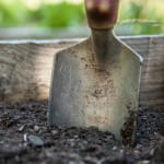 Atelier : création d'un jardin médicinal