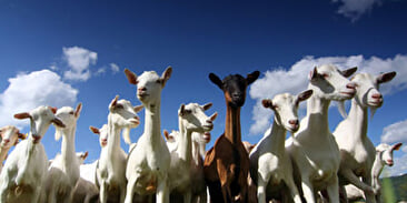 Fromage de chevres Friedricksen
