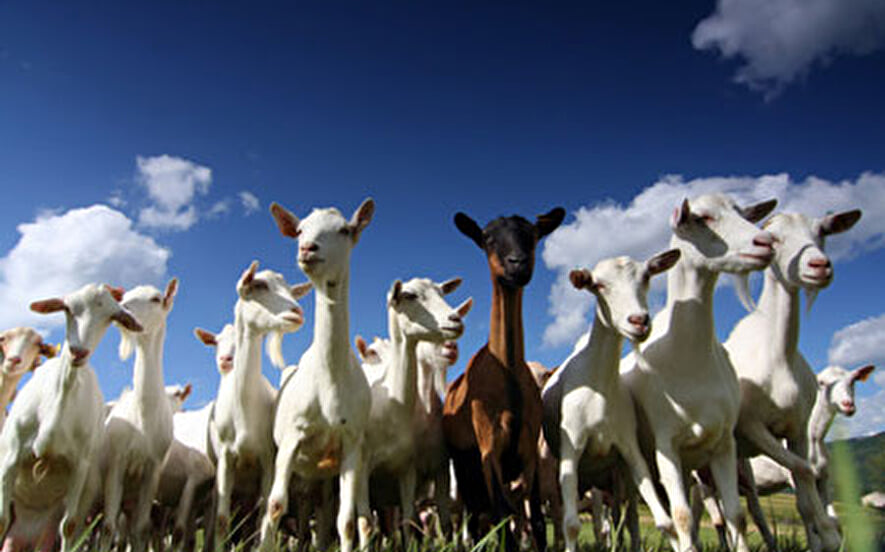 Fromage de chevres Friedricksen