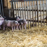 Visite à la ferme Cattenoz