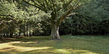 Le Chêne de Salm