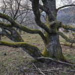 Arbres remarquables