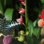 Jardins des papillons