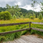 La tourbière du Grand Etang