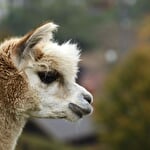 La montagne des lamas et alpagas