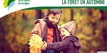 Animation spéciale familles - La forêt en automne - Dès 5 ans