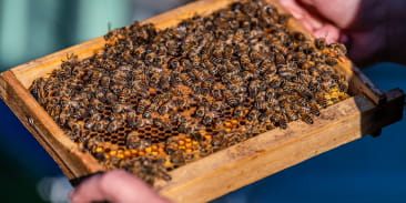 Famille Frumholtz apiculture