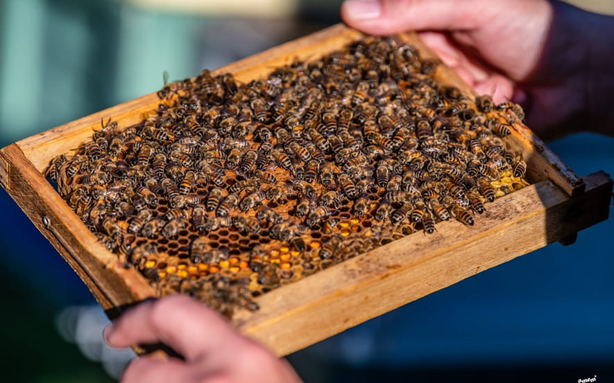 Famille Frumholtz apiculture