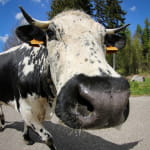 Ferme-Auberge Strohberg