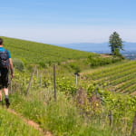Le vignoble de la Cote 425