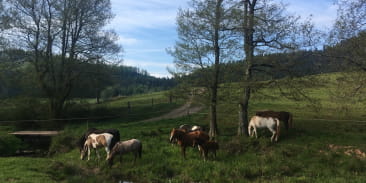 Les Prairies du Hang